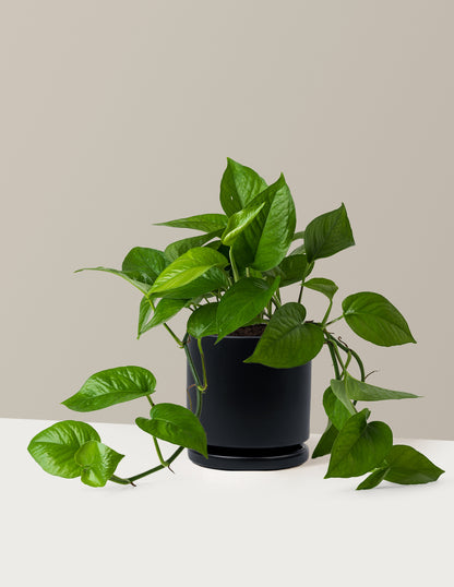 Jade Pothos
