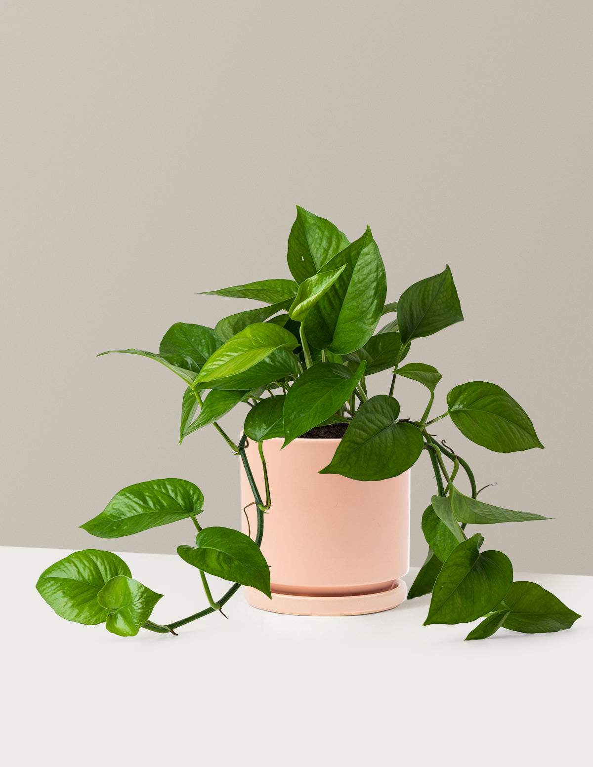 Jade Pothos