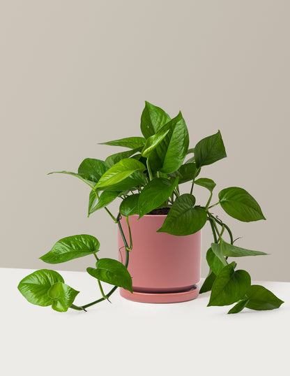 Jade Pothos