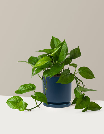 Jade Pothos
