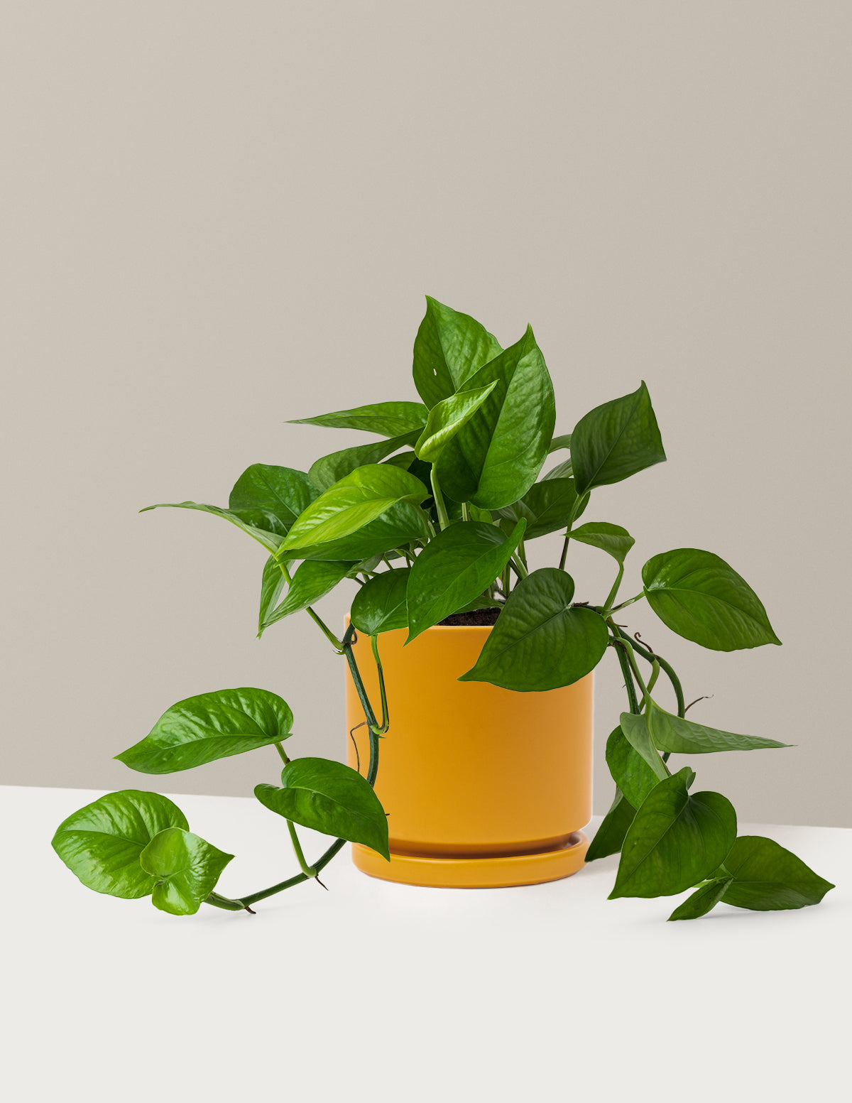 Jade Pothos