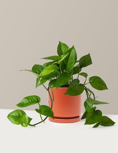 Jade Pothos