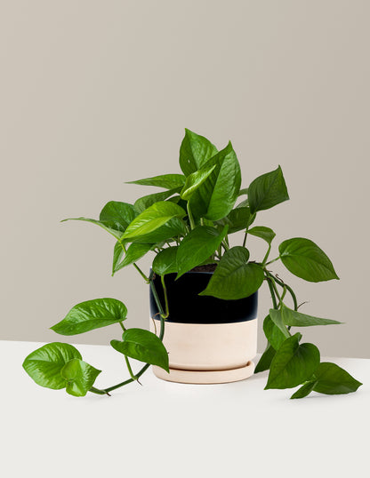 Jade Pothos