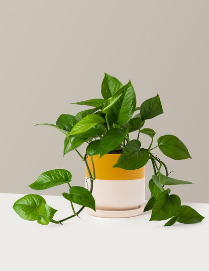jade pothos cats Jade Pothos