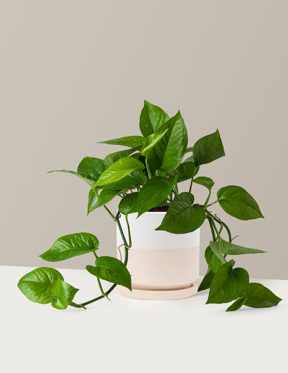 Jade Pothos