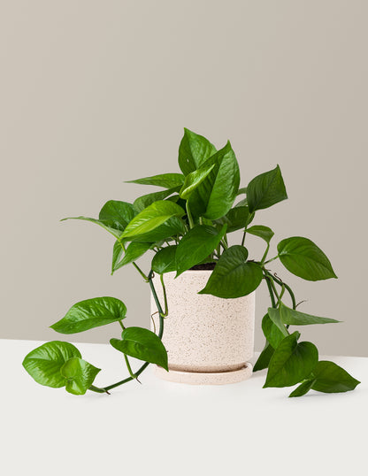 Jade Pothos