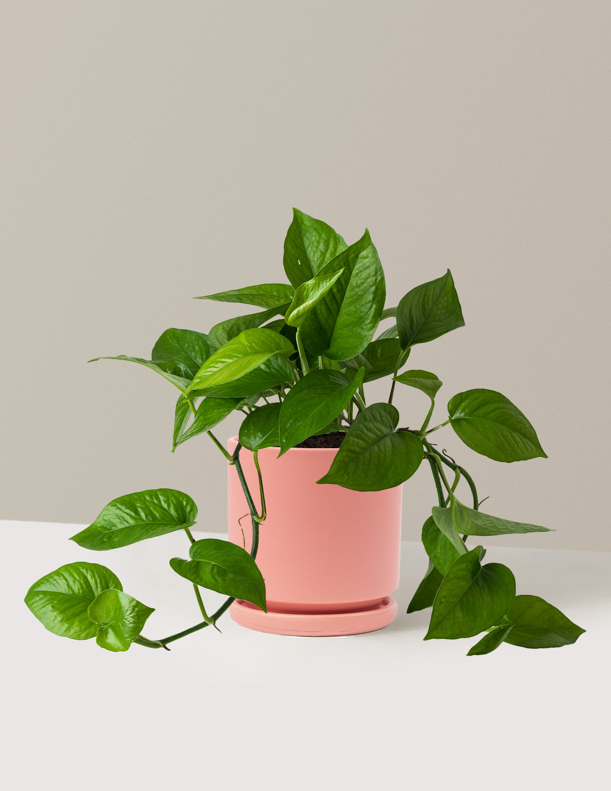 Jade Pothos