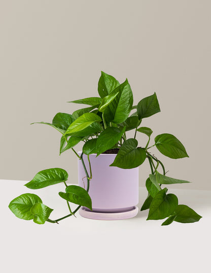 jade plant lowe's Jade Pothos Houseplant - Medium (7"-8" tall) Bubblegum Planter