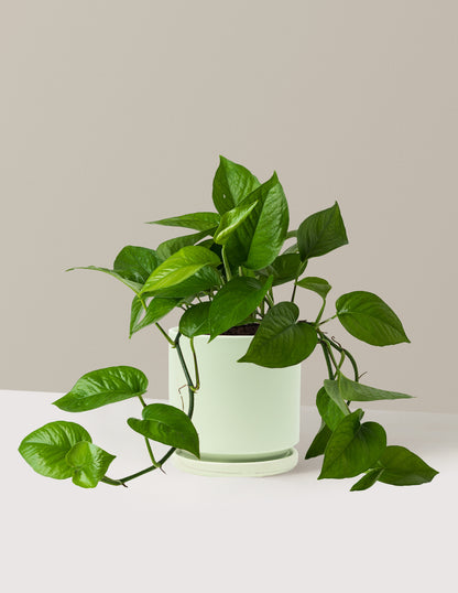 Jade Pothos