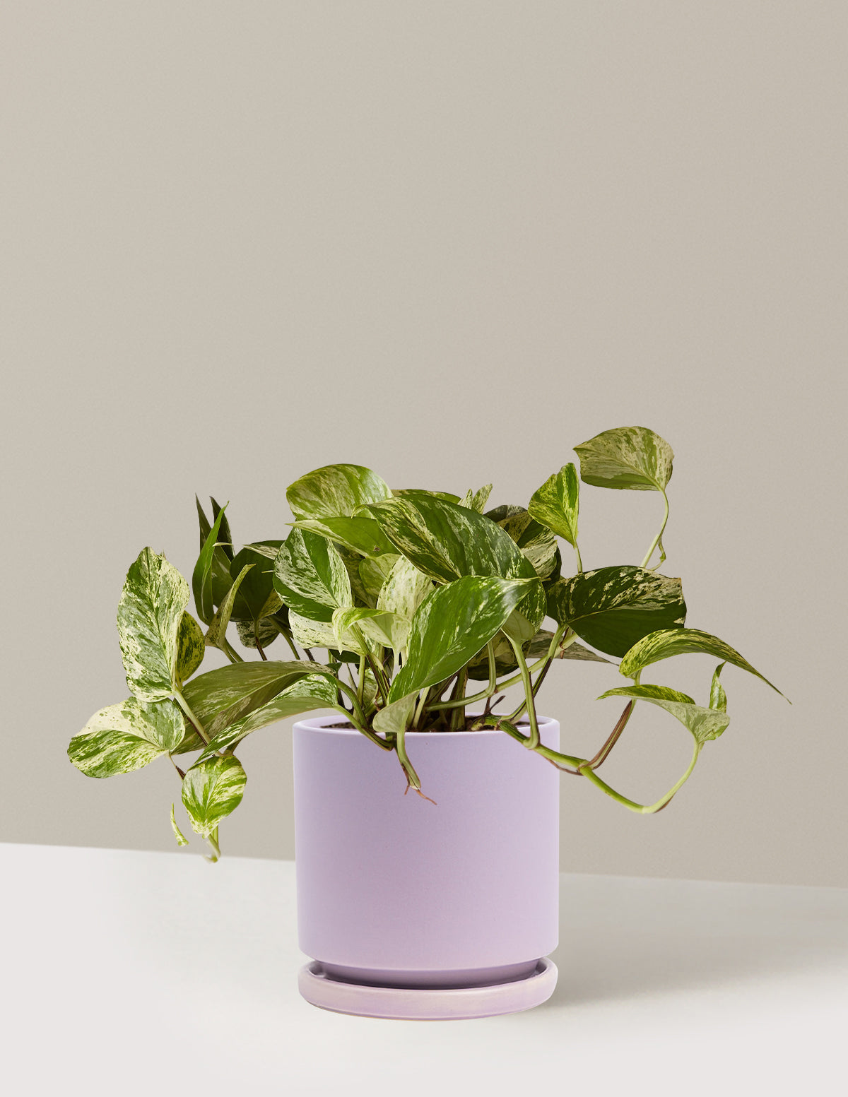 bundle | Medium | Isabella | Lavender