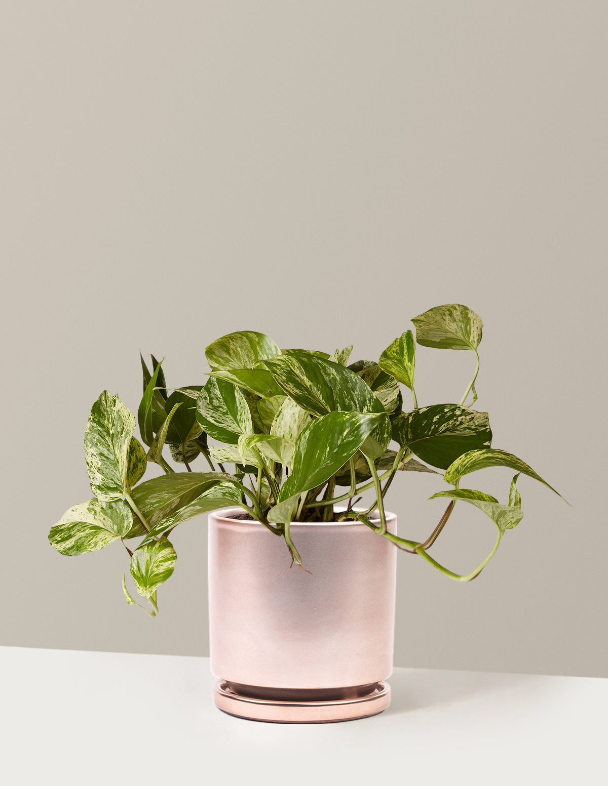 Pothos Marble Queen