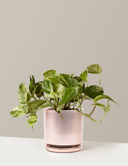 Pothos Marble Queen