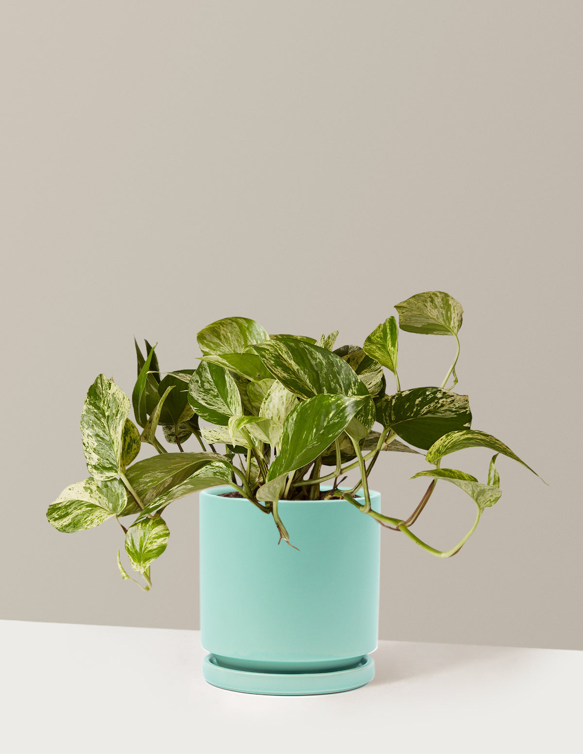 Pothos Marble Queen