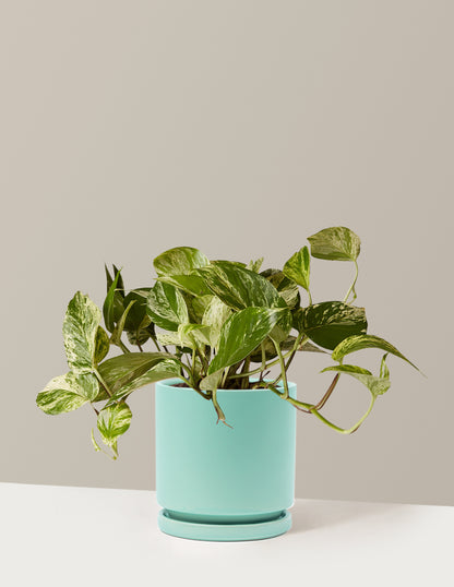 Pothos Marble Queen