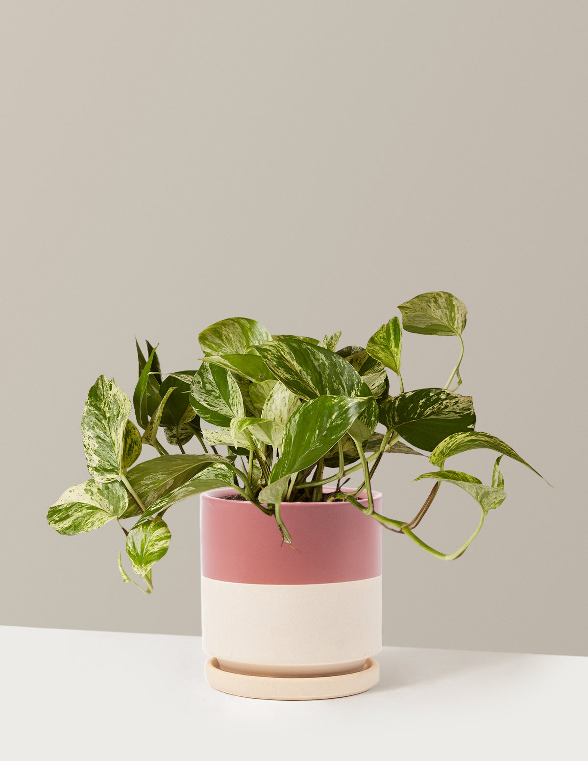 bundle | Medium | Isabella | Top Half Dusty Rose