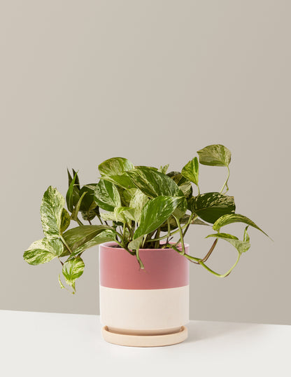 Pothos Marble Queen