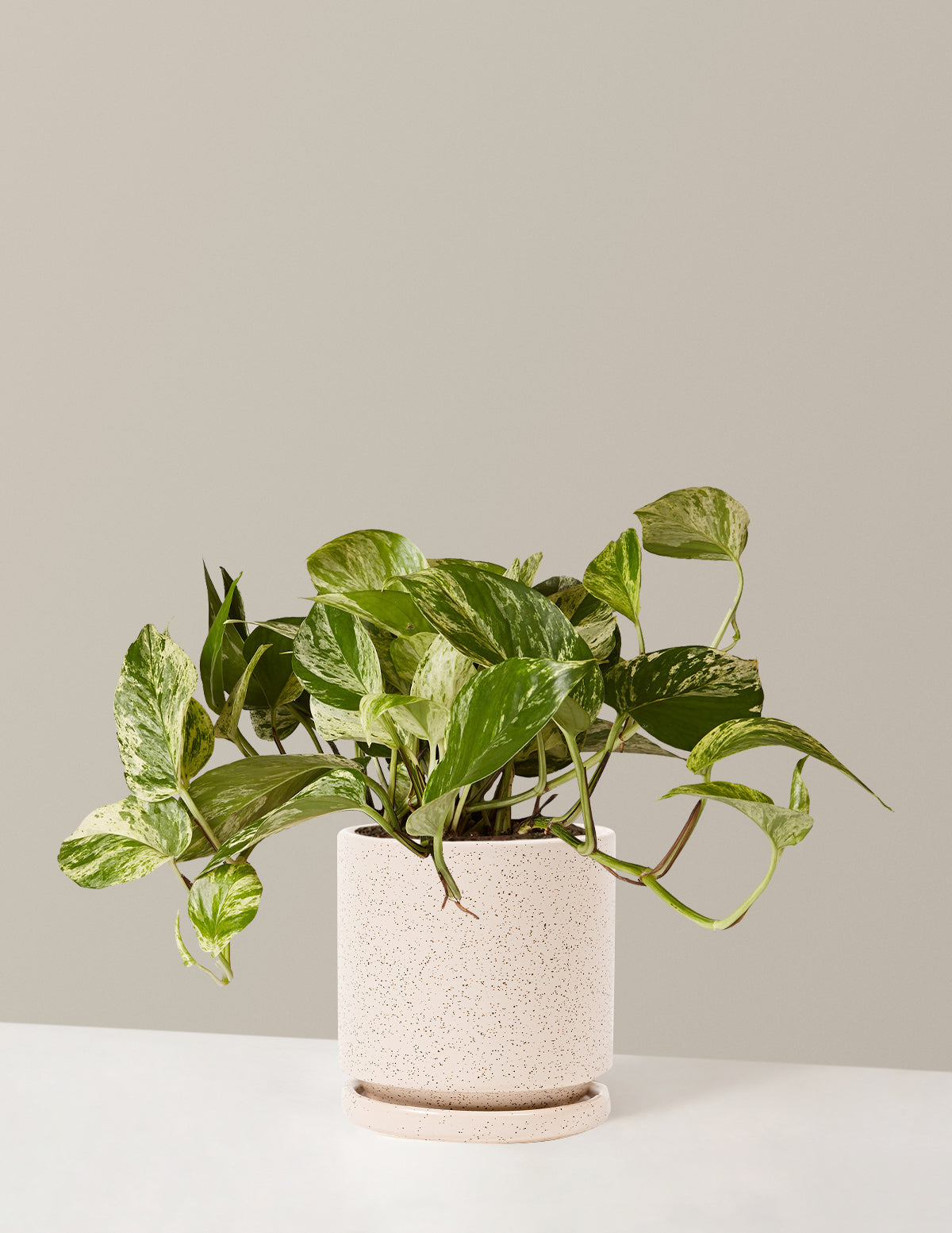 bundle | Medium | Isabella | White Sesame