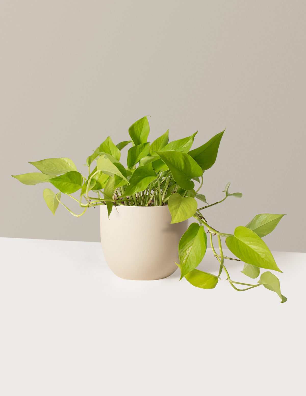files/the-sill_Medium-Pothos-Neon_Medium_Grant_Cream_Variant.jpg