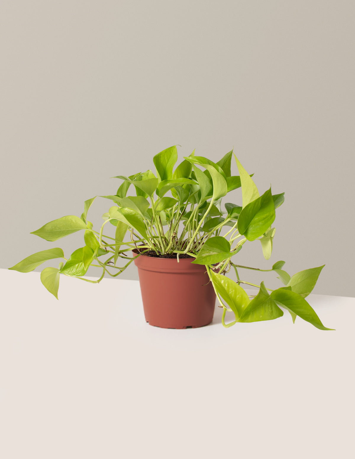 bundle | Medium | Grow Pot