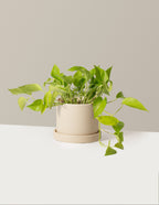 bundle | Medium | Hyde | Cream