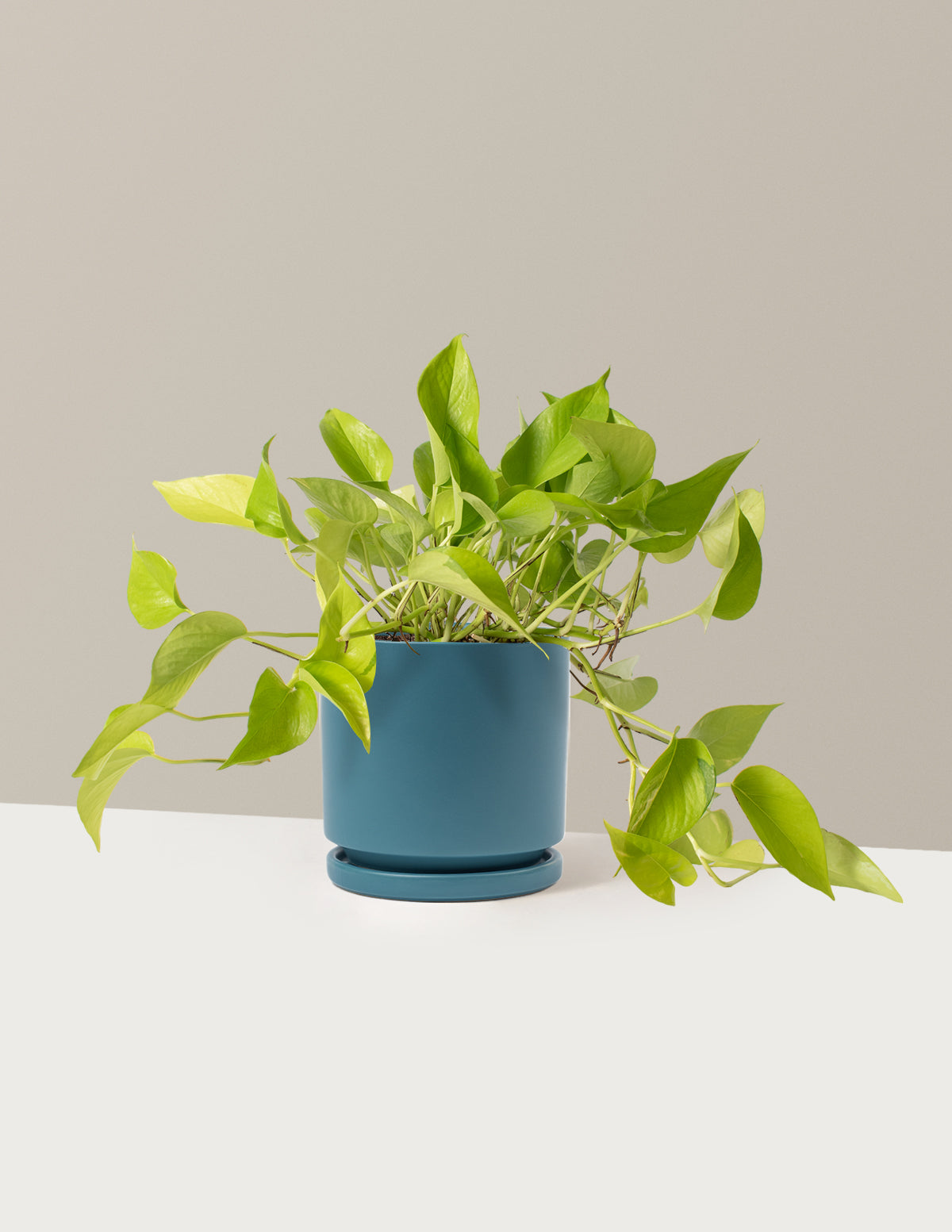 Pothos Neon | Easy, Beginner-Friendly Houseplants | The Sill