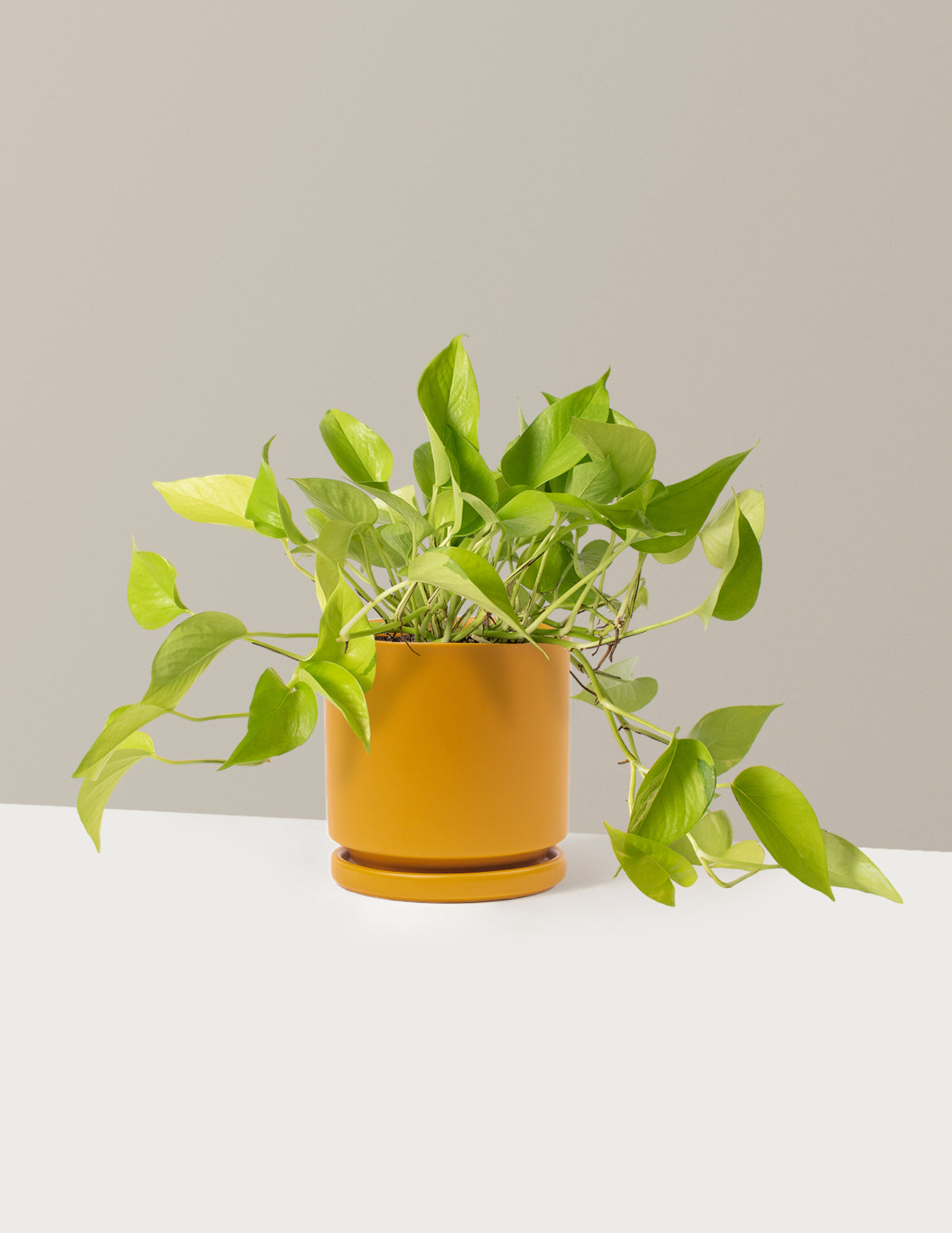 bundle | Medium | Isabella | Mustard
