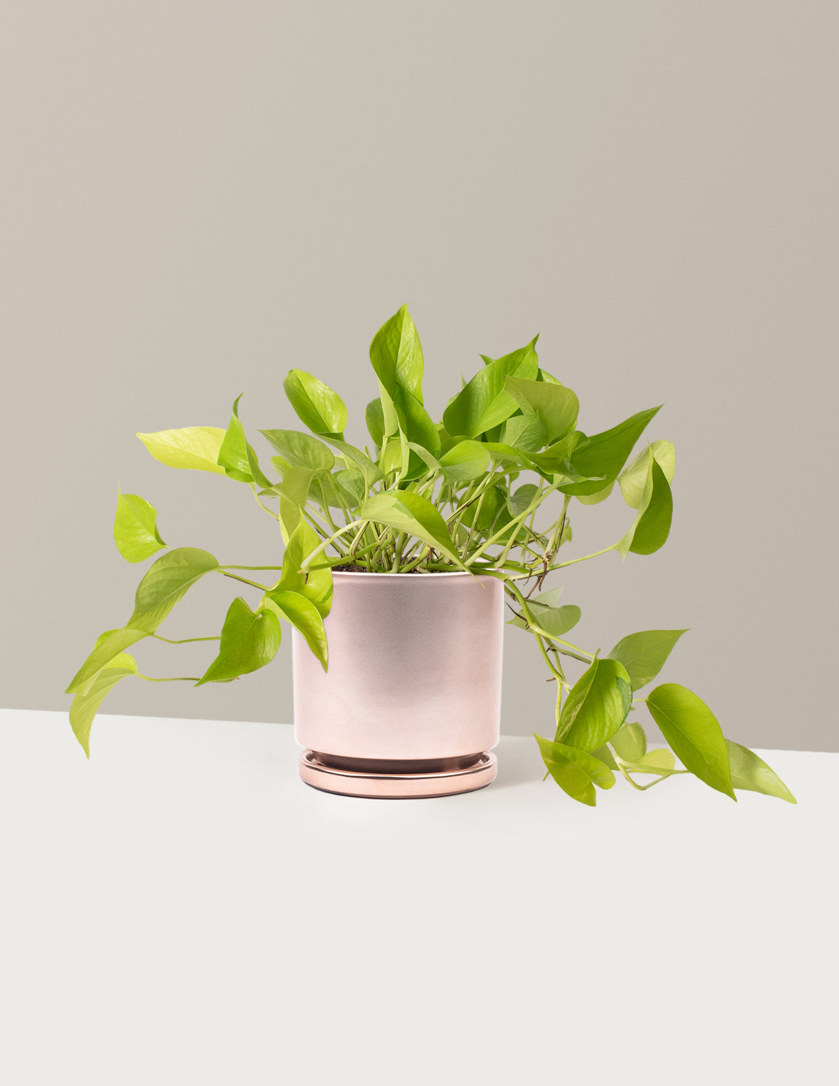 Pothos Neon