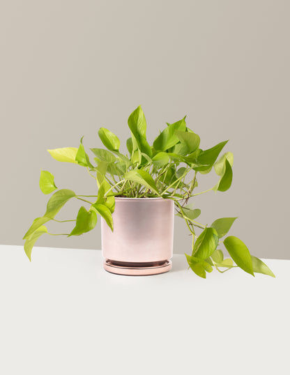 Pothos Neon