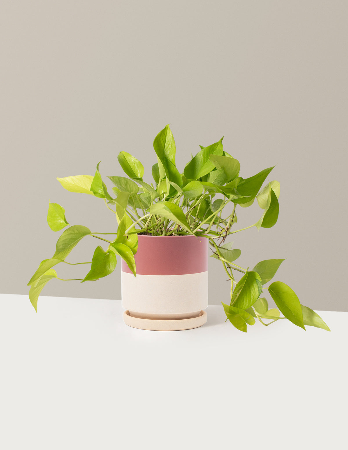 Pothos Neon