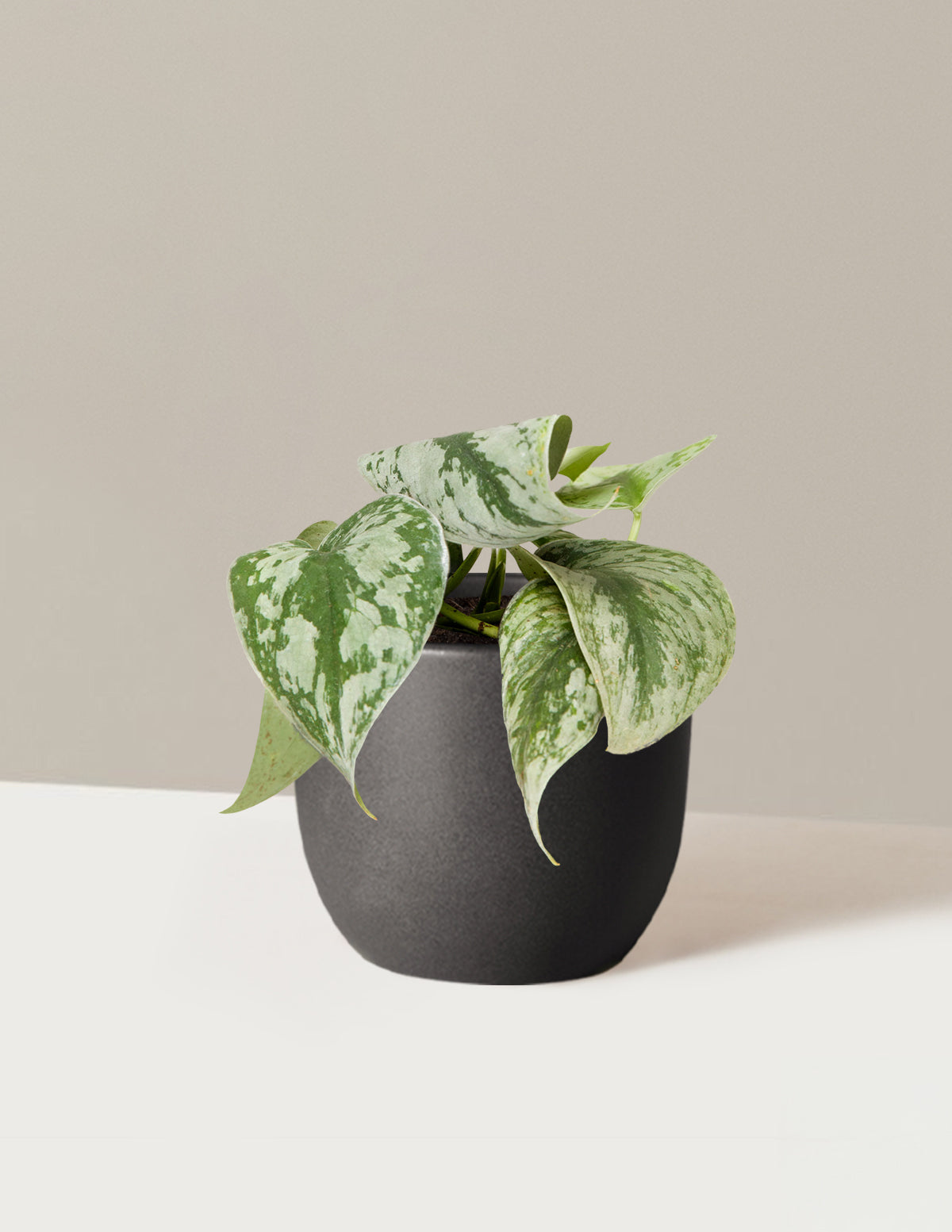 Satin Pothos