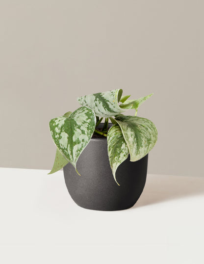 Satin Pothos