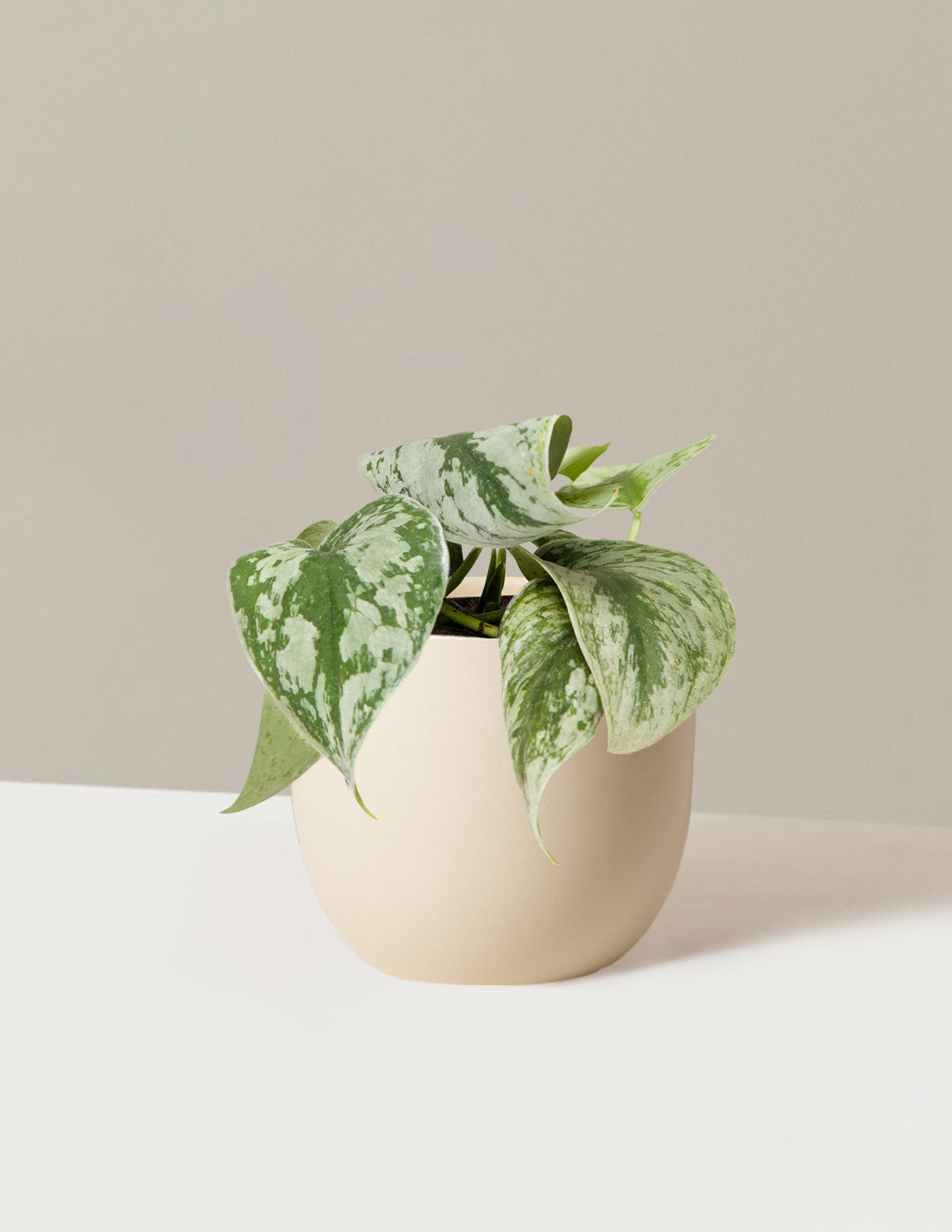 Satin Pothos