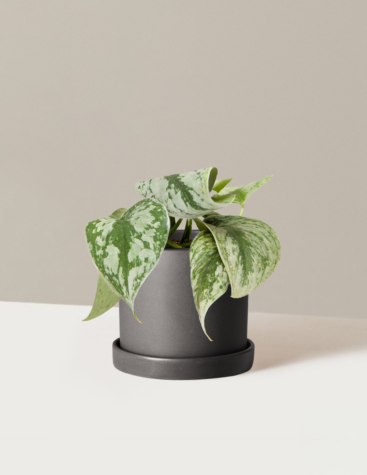 Satin Pothos