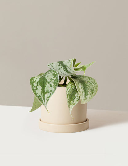 Satin Pothos