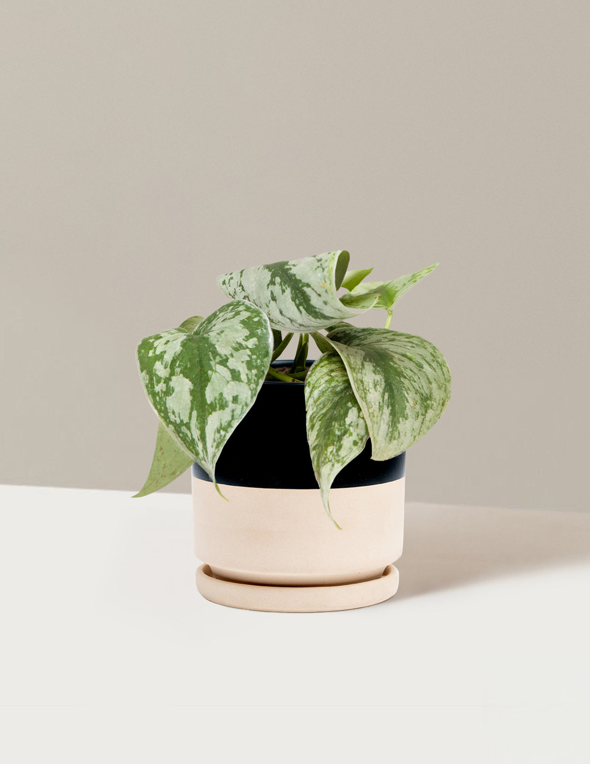 Satin Pothos
