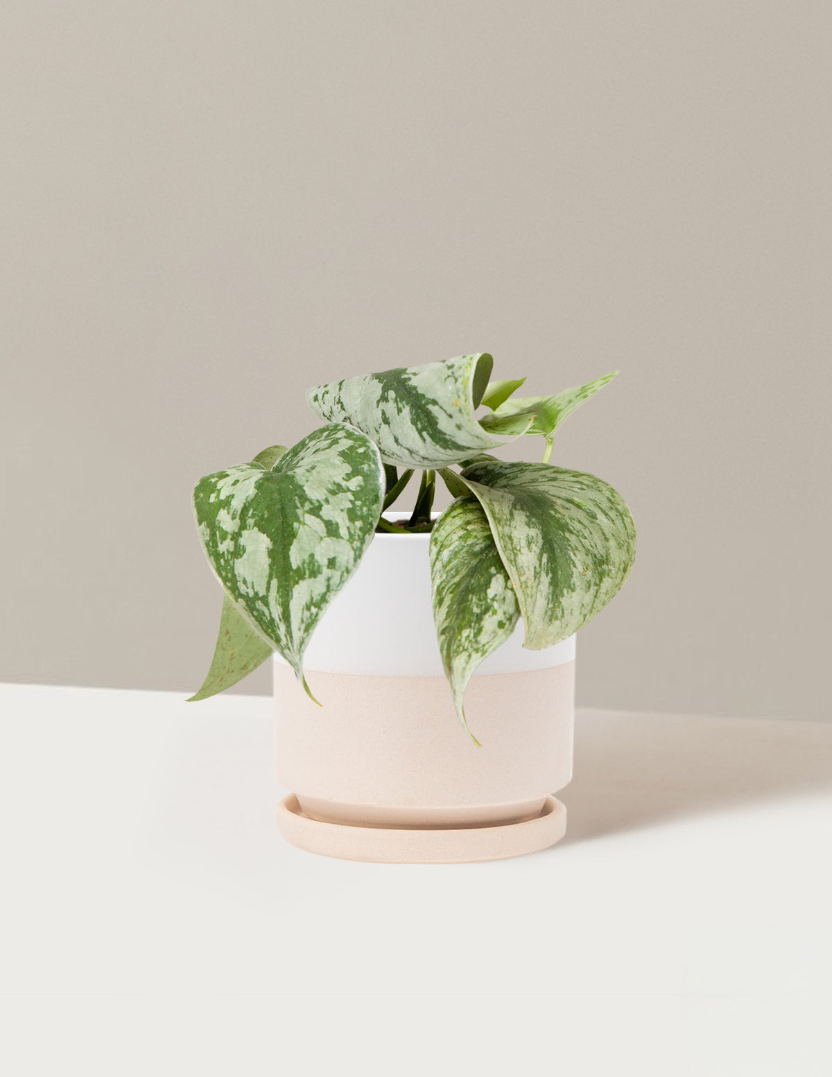 Satin Pothos