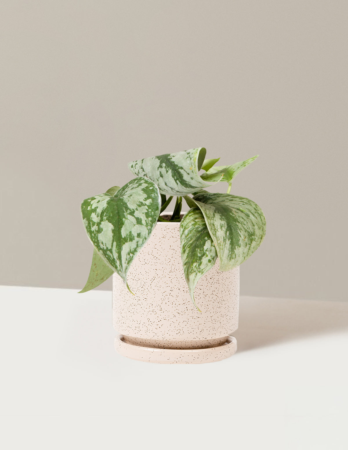 Satin Pothos
