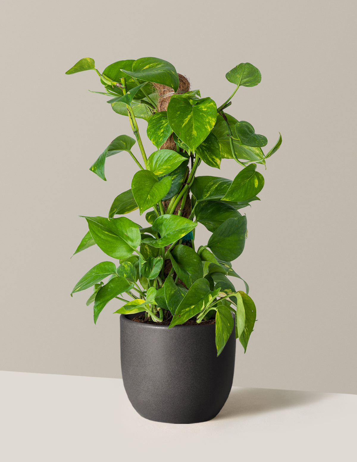 Golden Pothos Totem