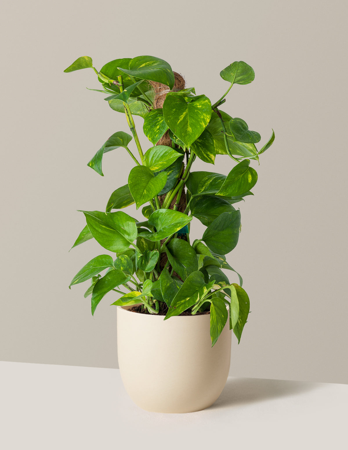 pothos cream Golden Pothos Totem