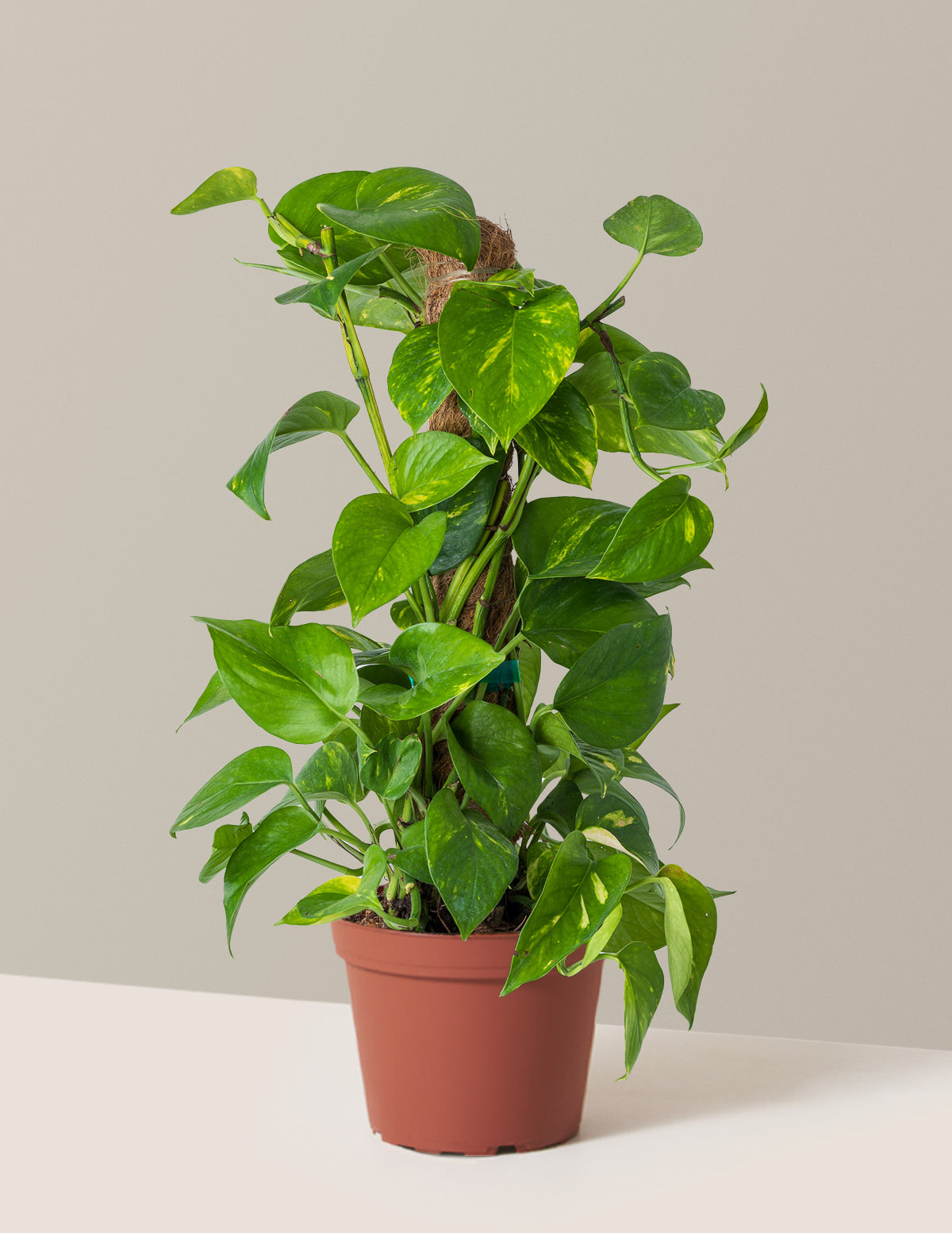 pot plants near me Golden Pothos Totem | Easy, Beginner-Friendly Houseplants