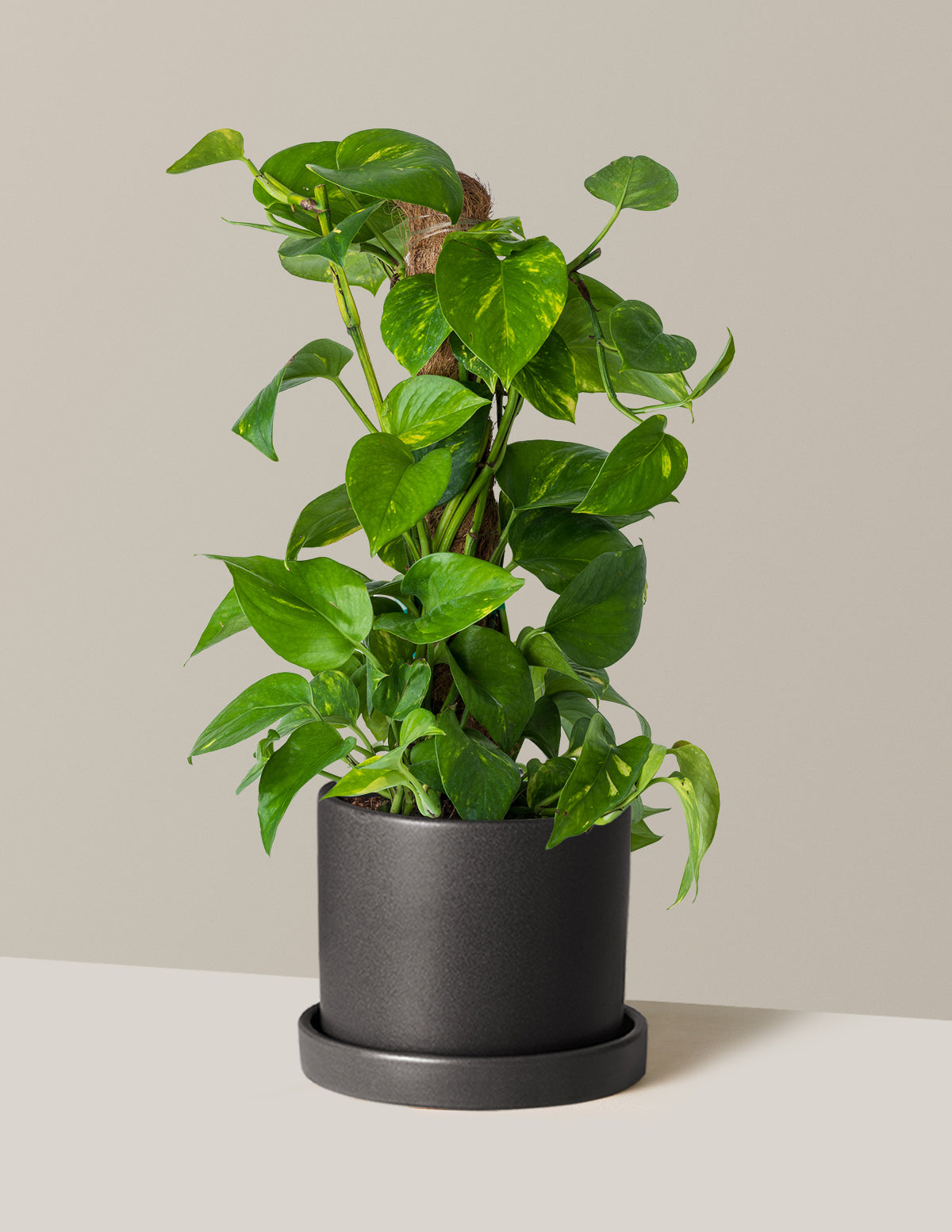 pothos 30 Golden Pothos Totem | Easy, Beginner-Friendly Houseplants