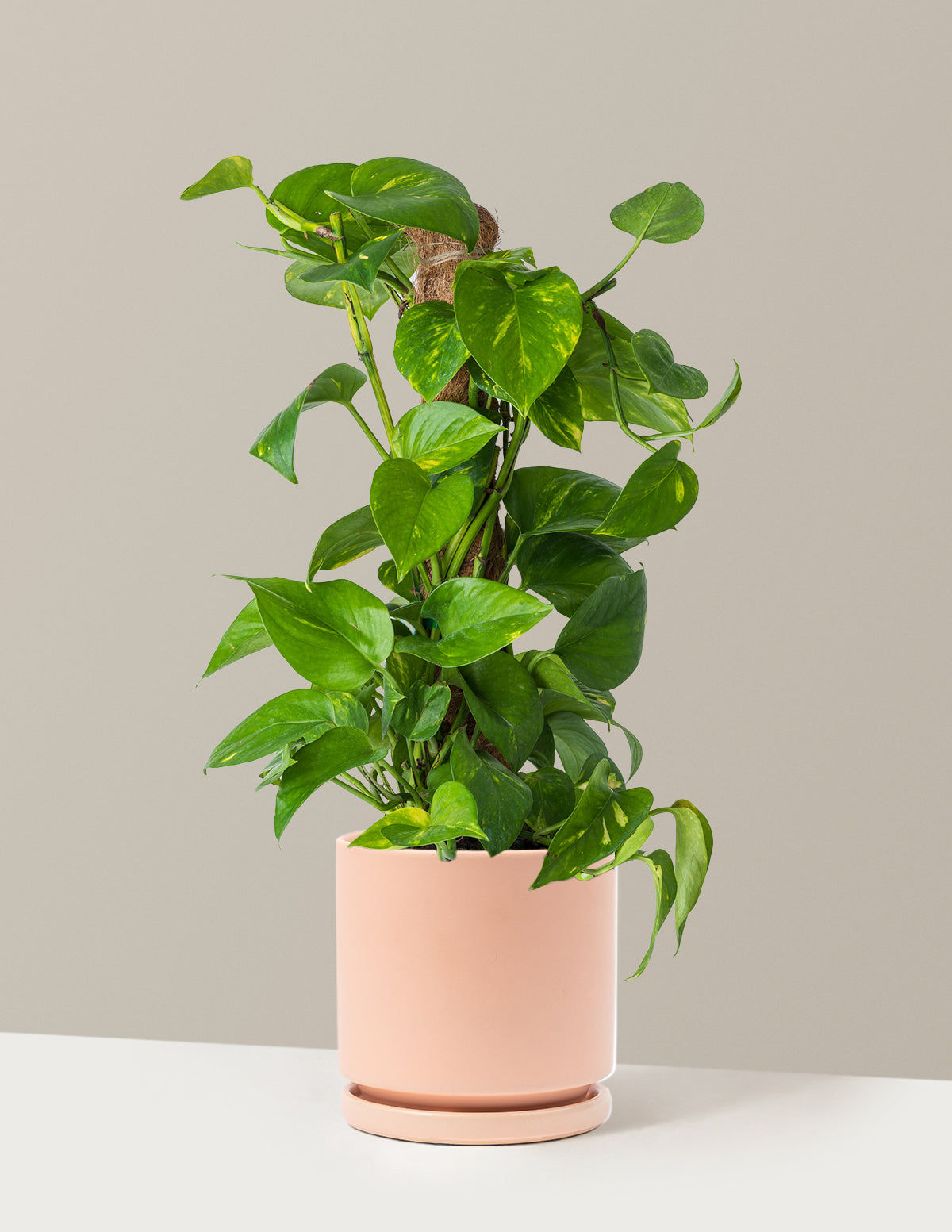 golden pothos pot size Golden Pothos Totem