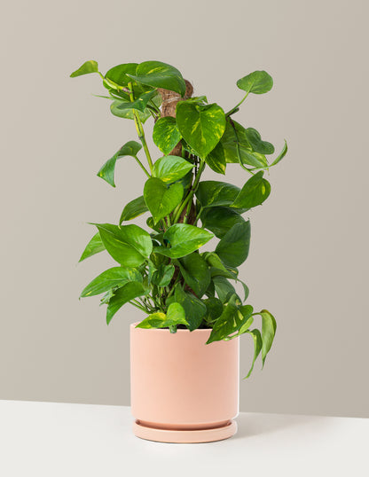 Golden Pothos Totem