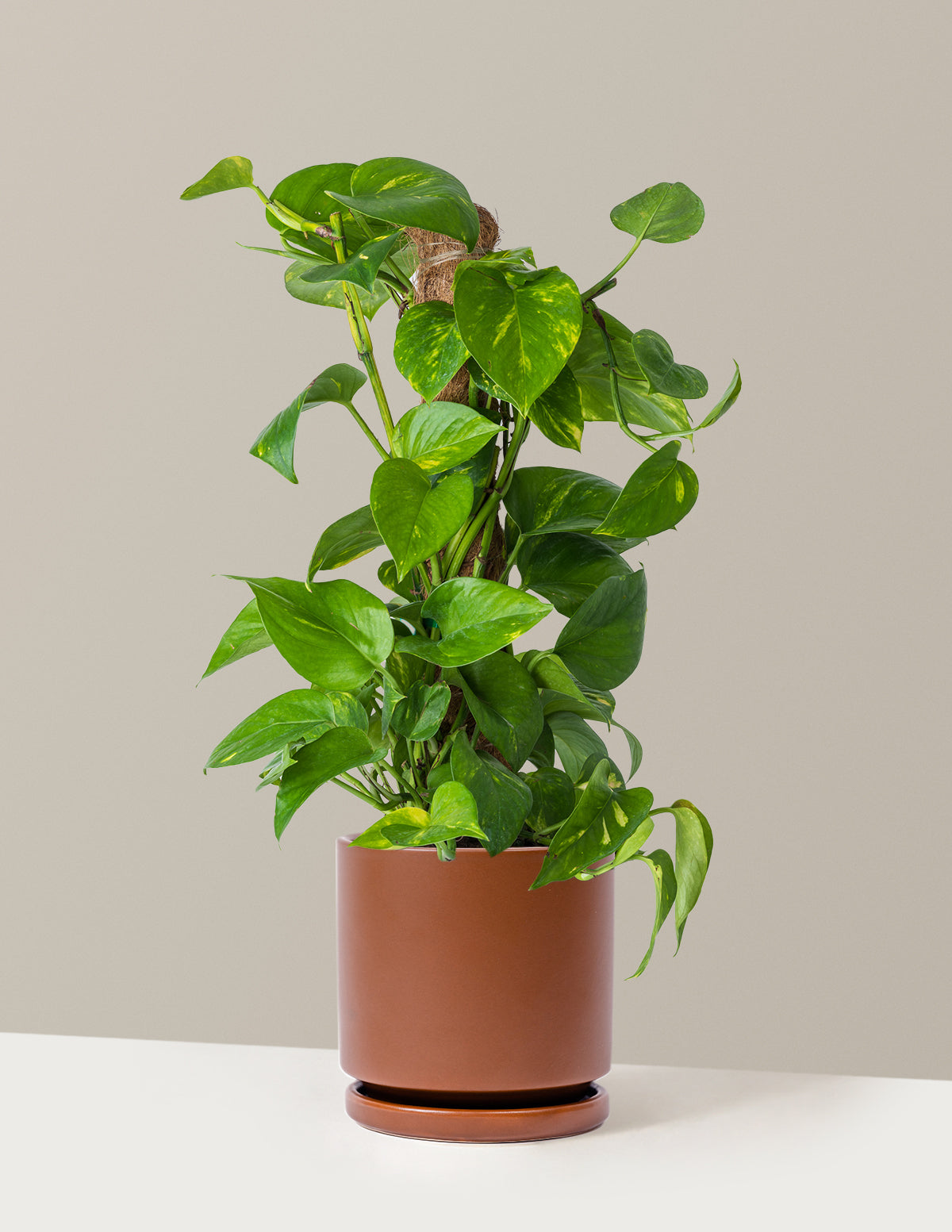 Golden Pothos Totem