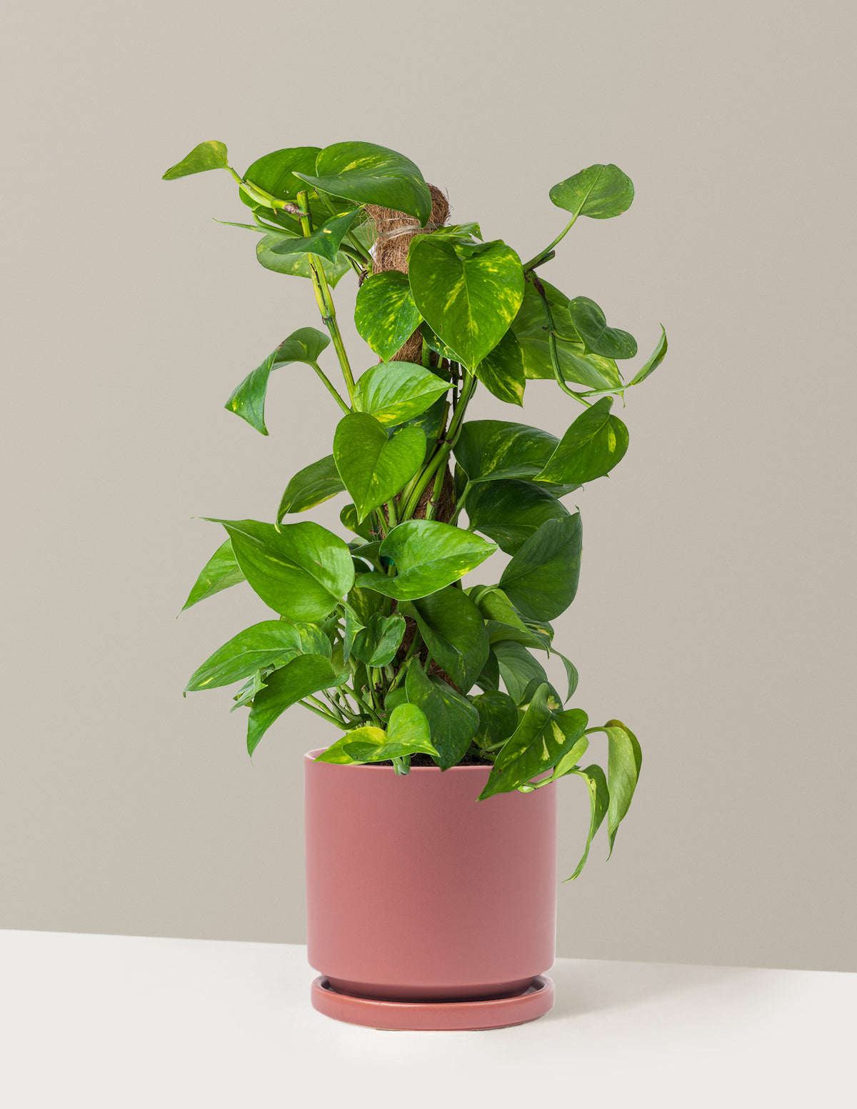 Golden Pothos Totem