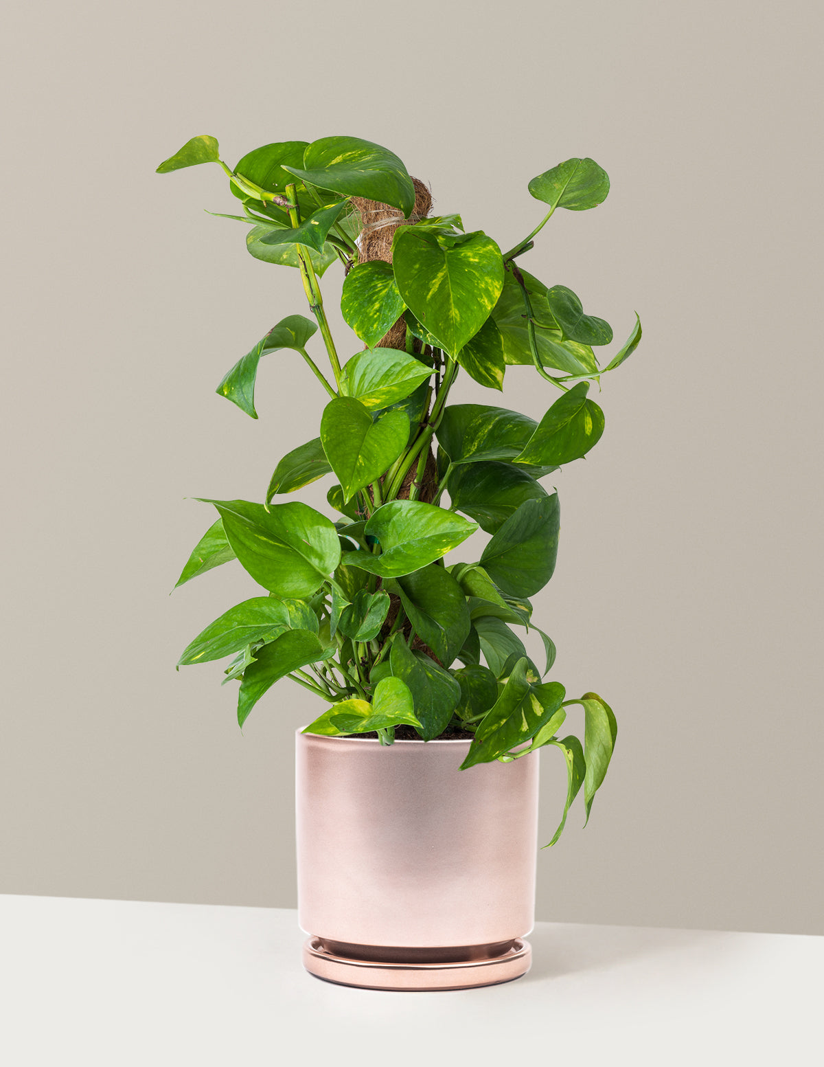 Golden Pothos Totem
