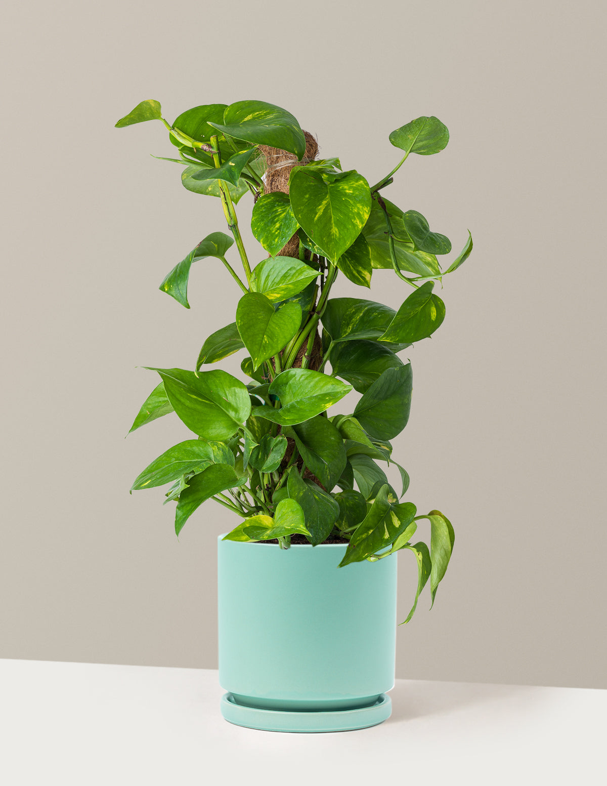 Golden Pothos Totem