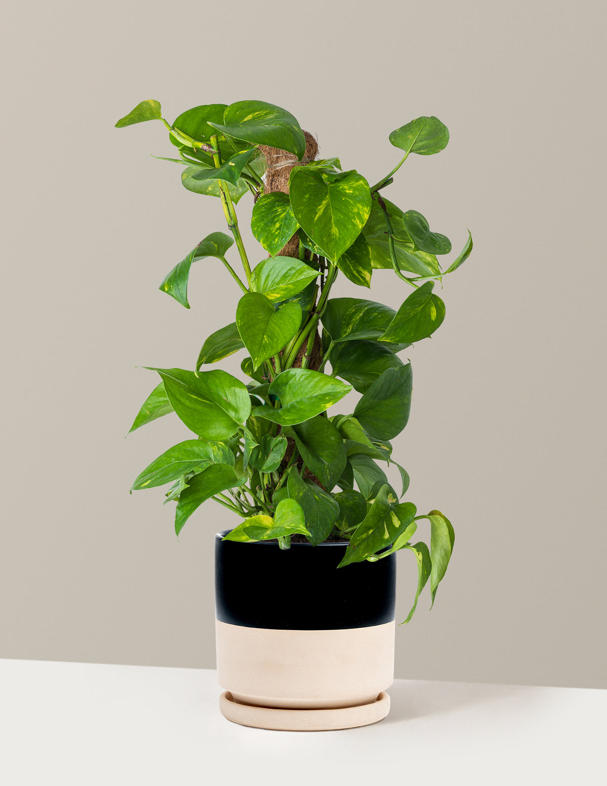 best container for pothos Golden Pothos Totem