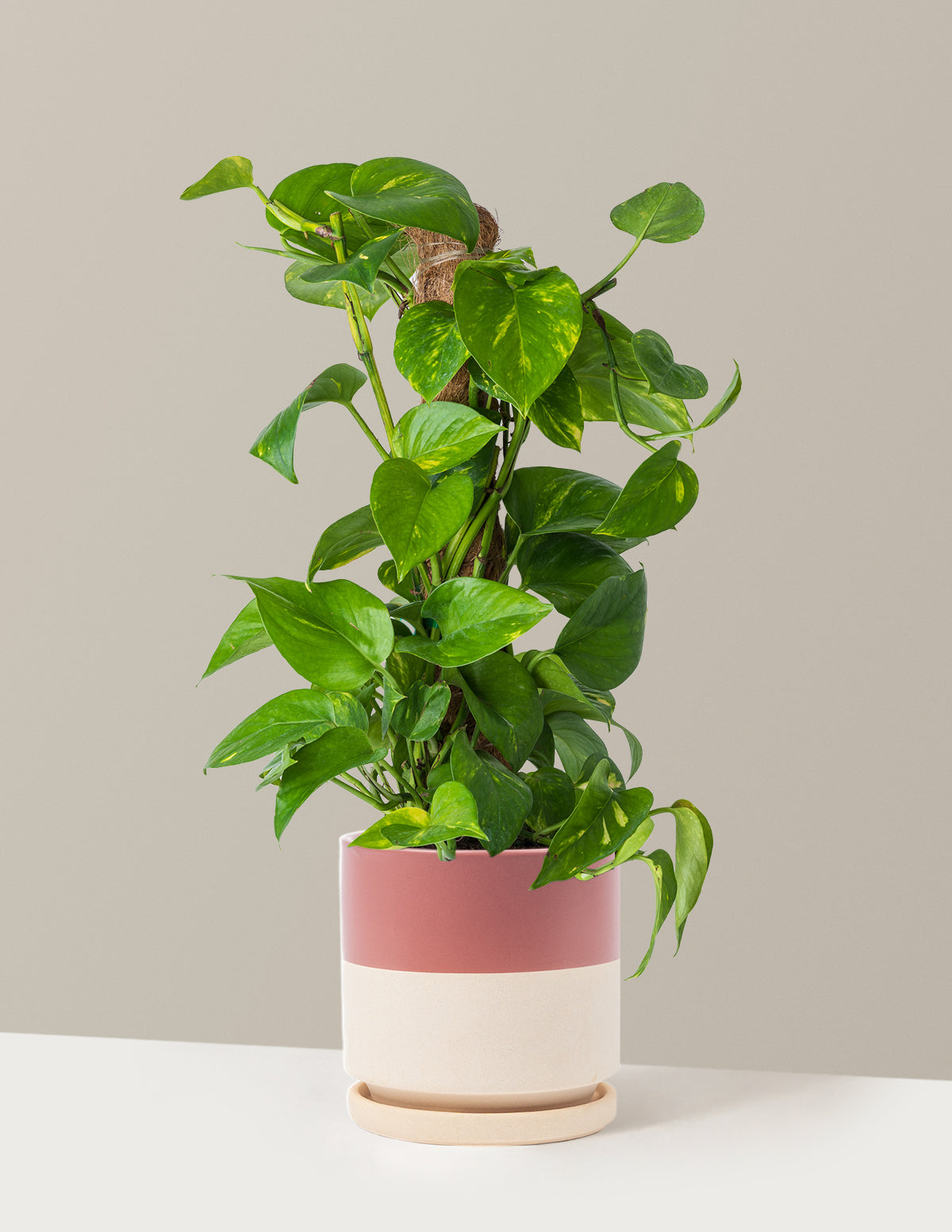 Golden Pothos Totem