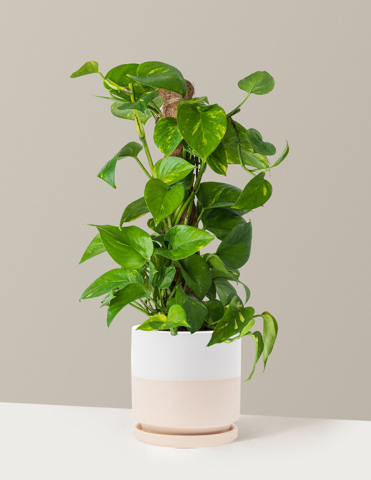 golden pothos plant pot size Golden Pothos Totem
